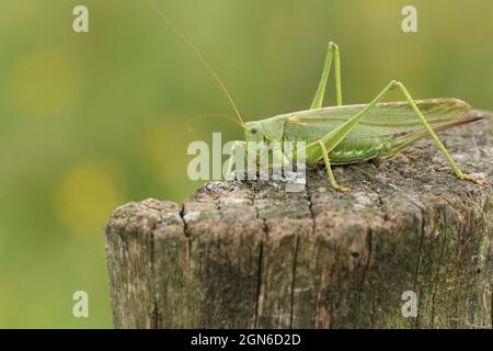 A rare Great Green Bush-cricket, Tettigonia viridissima, resting on a tree stump in a meadow. Stock Photo