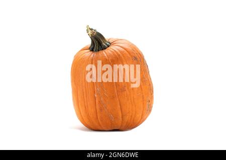 One orange color pumpkin with stem isolated over white background Stock Photo