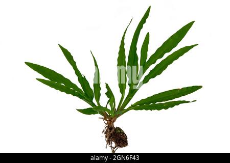 Whole grass from leaves to roots with a little soil, white background Stock Photo