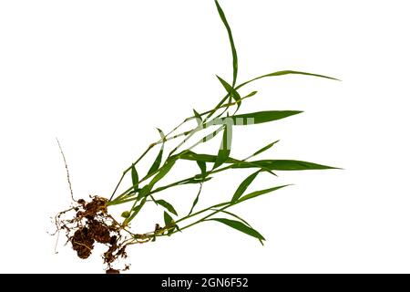 Whole grass from leaves to roots with a little soil, white background Stock Photo