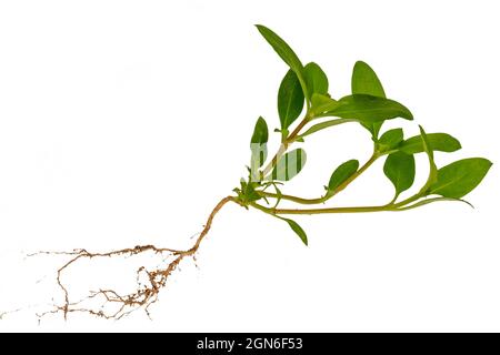 Whole grass from leaves to roots with a little soil, white background Stock Photo