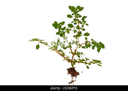 Whole grass from leaves to roots with a little soil, white background Stock Photo