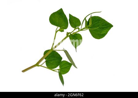 Stem and Leaves Medicinal plant Peperomia pellucida Stock Photo