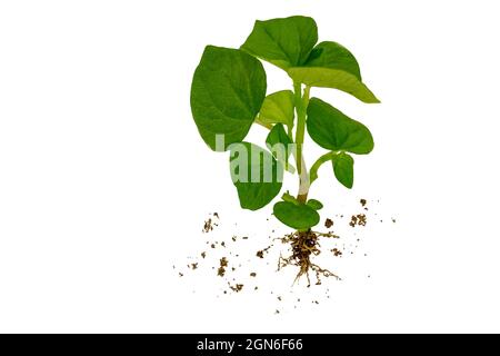 Medicinal plant Peperomia pellucida complete with roots and a little soil Stock Photo
