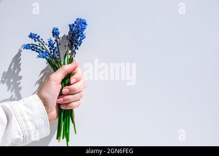 Female hands holding blue muscari flowers. Gift from child for mothers day. Small bouquet blue muscari. Florist in flowers shop. Spring flowers Postca Stock Photo