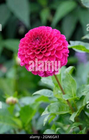 Miniature flowered decorative dahlia 'Blyton Royal Velvet'. Single, wine-coloured bloom with foliage background Stock Photo