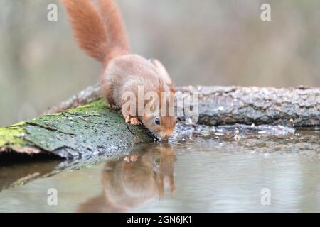 Ecureuil roux s'abreuvant, France, Moselle, printemps Stock Photo