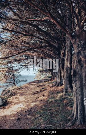 tree lined driveway Stock Photo