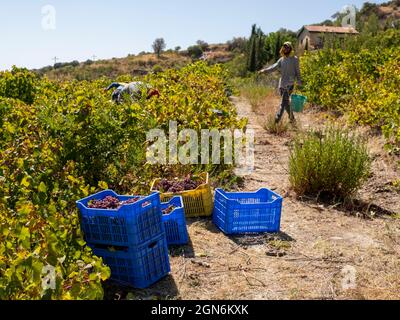 Workers harvesting grapes in a vineyard near Omodos, Limassol district, Cyprus. Stock Photo