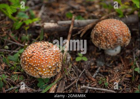A pair of Amanita Muscaria aka Fly Agagic on a forest floor in Oregon