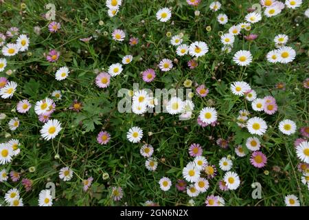 Full frame image of lawn covered in wild daisies in white and pink Stock Photo