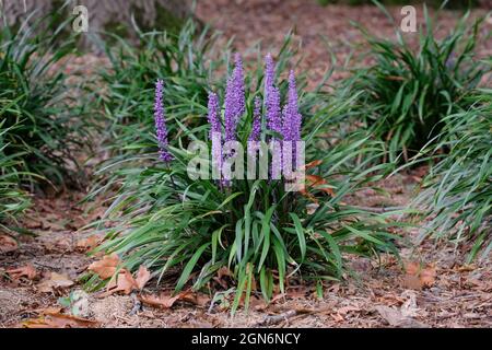 Liriope muscari 'Moneymaker' Big blue lilyturf 'Moneymaker', Lilyturf 'Moneymaker', Lily turf 'Moneymaker', Ophiopogon graminifolius 'Moneymaker' Stock Photo