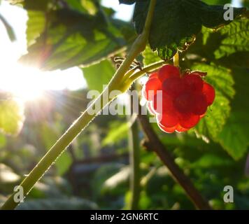 Single raspberry hangs on the bush in backlight. Rays of sun pass through the berry Stock Photo