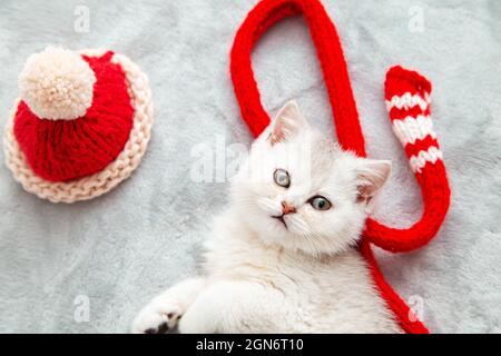 White British kitten is playing on a gray bedspread with a red cap. Christmas accessories - red scarf and knitted Santa hat. Stock Photo