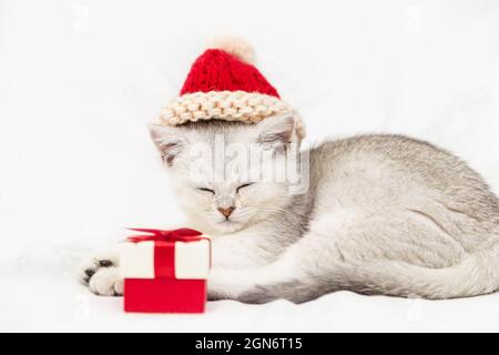 Small white British kitten in a red hat with a red gift box sleeps on a white blanket. Funny curious pet. Copy space. Stock Photo