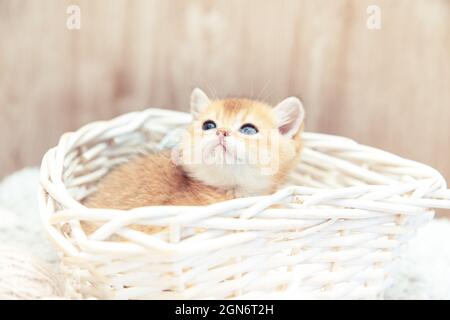Funny British kitten sitting in a basket with balls of threads. Stock Photo