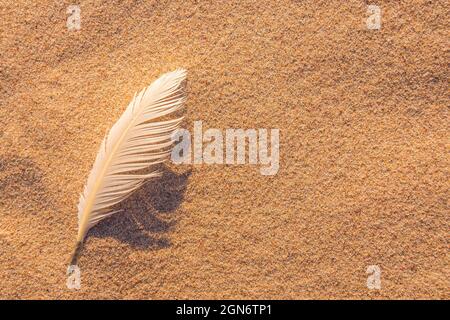 Single white seagull feather on beach sand Stock Photo