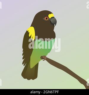 A vector illustration of a Meyer's parrot. The bird is perched on a branch. Stock Vector
