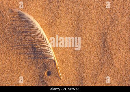 Single white seagull feather on beach sand Stock Photo