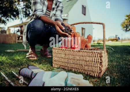 Close up mixed race female holding bunch of fresh grapes crouching down next to basket of fresh vegetables 