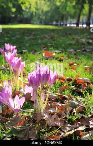 Pretty crocuses in St James Park, an unusually warm day for the 1st day of autumn, 2021, in central London, UK Stock Photo