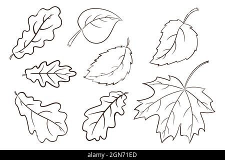Autumn Leaves Collection. Forest foliage illustration set. Oak, maple and hazel leaf. Autumn decorative elements for print, sticker, invitation and greeting card design and decoration. Premium Vector Stock Vector