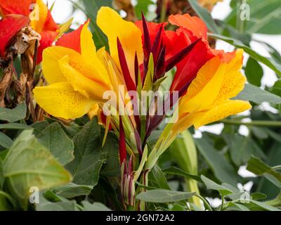 Mixed red and yellow flowers in the head of the unstable chimeral Canna 'Cleopatra' Stock Photo