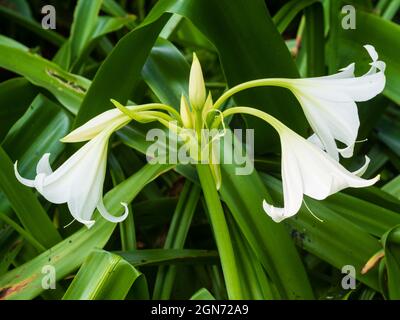 Flower head of the exotic, half hardy perennial bulb, Crinum x powellii 'Album' Stock Photo