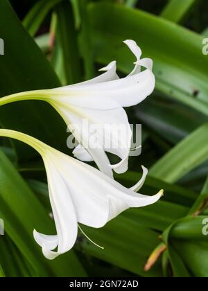 Flower head of the exotic, half hardy perennial bulb, Crinum x powellii 'Album' Stock Photo