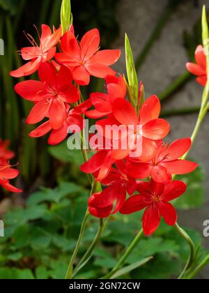 Bright red flowers of the autumn blooming Kaffir Lily, Hesperantha coccinea 'Major'