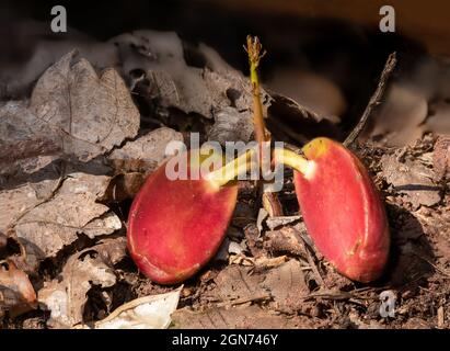Small plant shoot in autumn leaves that grows from a split acorn Stock Photo