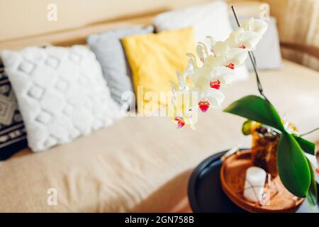 Yellow orchid in blossom blooming on coffee table by candle. Home decorated with flowers. Interior of living room. Stock Photo