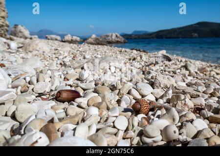 Acorns of Quercus coccifera, brown kermes oak nuts close-up on white pebble stone beach with blurred background. Close-up with blue sea in Greece, Lef Stock Photo