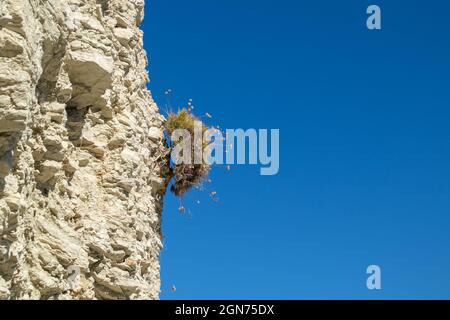 Green bush on white layered cliff rocks on blue clear sky background. Summer wild nature close-up, travel to Ionian Sea, Lefkada island in Greece Stock Photo