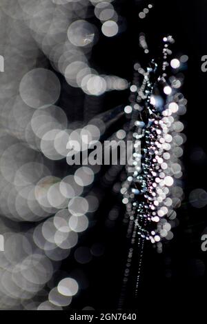 Spider's web on a dewy morning with droplets. Powys, Wales. May. Stock Photo