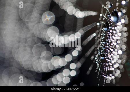 Spider's web on a dewy morning with droplets. Powys, Wales. May. Stock Photo