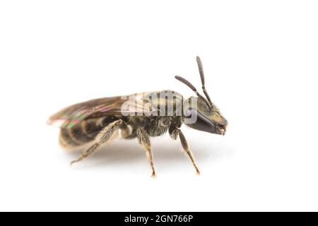 Bronze Furrow-bee (Halictus tumulorum) adult female photographed on a white background. Powys, Wales, May. Stock Photo