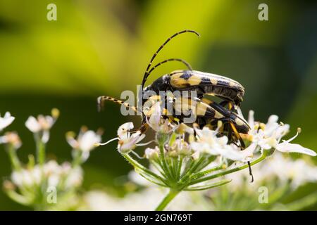 Spoted longhorn beetles (Rutpela maculata) adults mating on a hogweed flower. Powys, Wales. June. Stock Photo