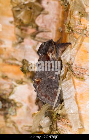 Iron Prominent moth (Notodonta dromedarius) adult resting on birch bark. Powys, Wales. June. Stock Photo