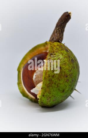 Conker in a shell Stock Photo