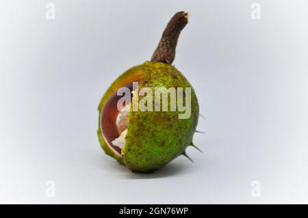 Conker in a shell Stock Photo