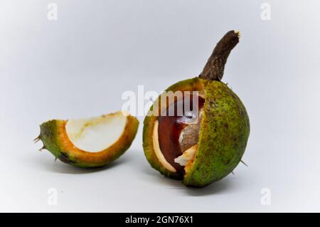 Conker in a shell Stock Photo