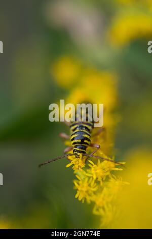 Black and yellow beetle on goldenrod Stock Photo