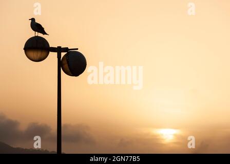 seagull resting on a broken street lamp at sunset Stock Photo