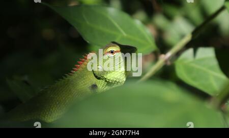 A feared green color common garden lizard face. This lizard hiding on a tree branch and looking at the camera Stock Photo
