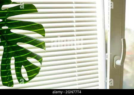 Monstera Deliciosa indoor flower stands in a pot near the window, a flower in a pot at home Stock Photo