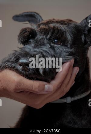 Little dog looking towards camera while a man's hand holds his face in a funny and amusing way. Spending time with your pet. Stock Photo