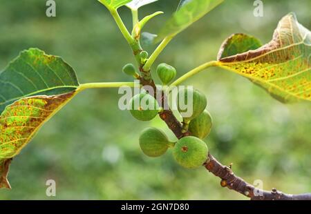 Bunch of the green figs on the twig Stock Photo