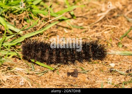 Giant Leopard Caterpillar (Hypercompe scribonia) Stock Photo