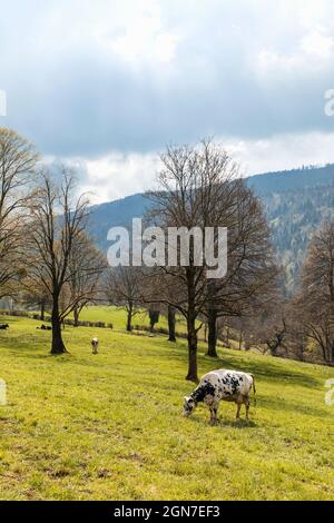 Isolated spotted cow in a green field of the Swiss Alps in the canton of Jura. Nature on a cloudy day. Nobody inside Stock Photo